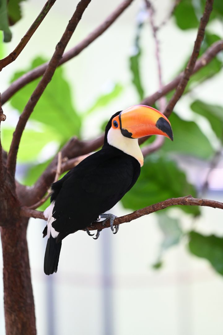 Toco Toucan