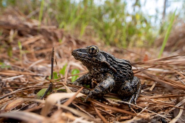 A Dusky Gopher Frog