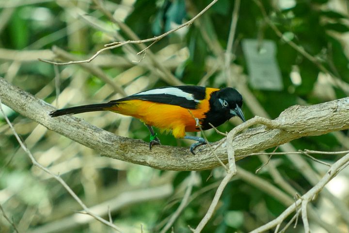 Venezuelan Troupial