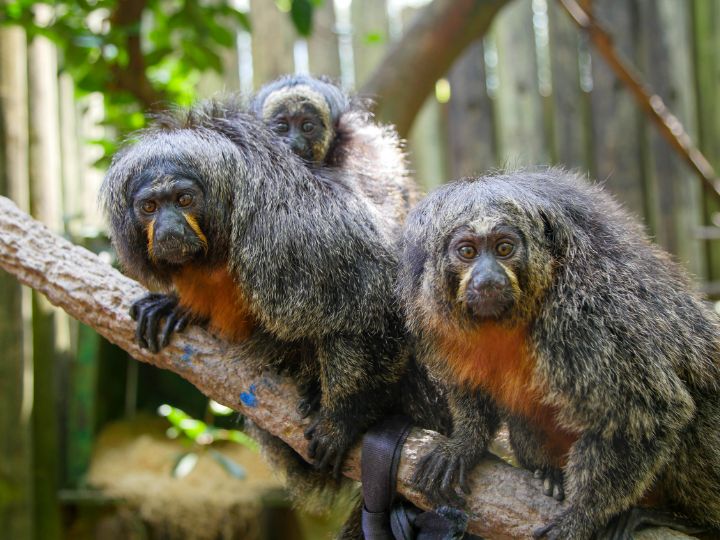 A family of White-faced Saki monkeys