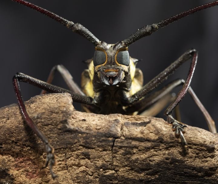 White-spotted Longhorned Beetle