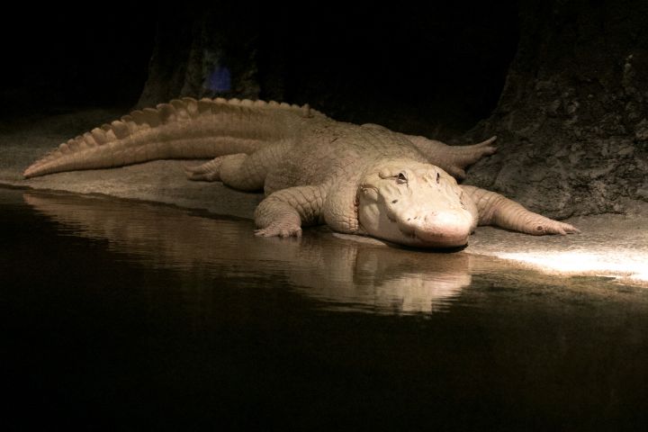White Alligator