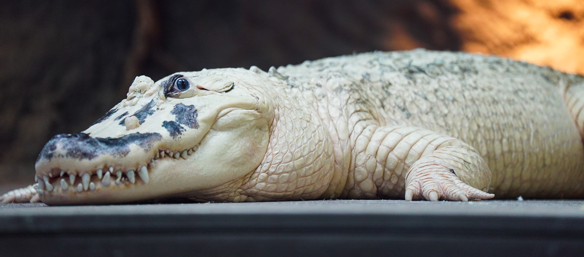 A White Alligator at Audubon Aquarium