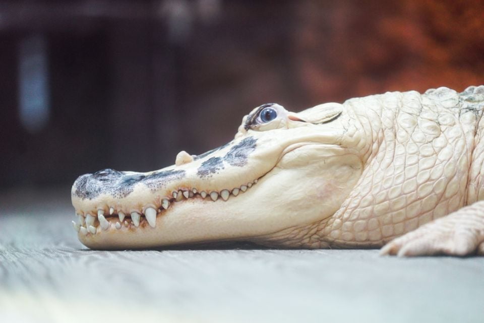 White Alligator at Audubon Aquarium