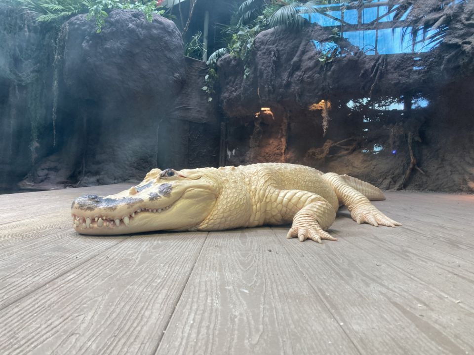 white alligator