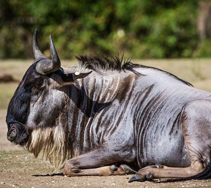 Wildebeest