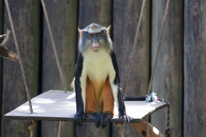A Wolf's Guenon monkey sitting on a swinging platform at Audubon Zoo
