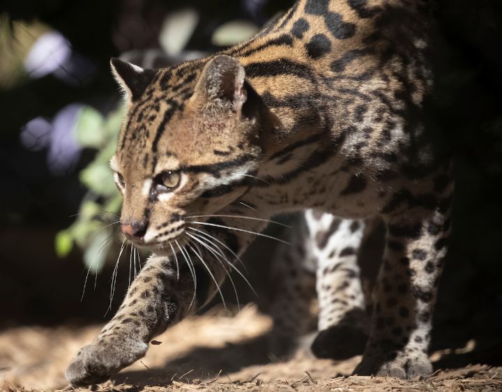 An Ocelot at Audubon Zoo