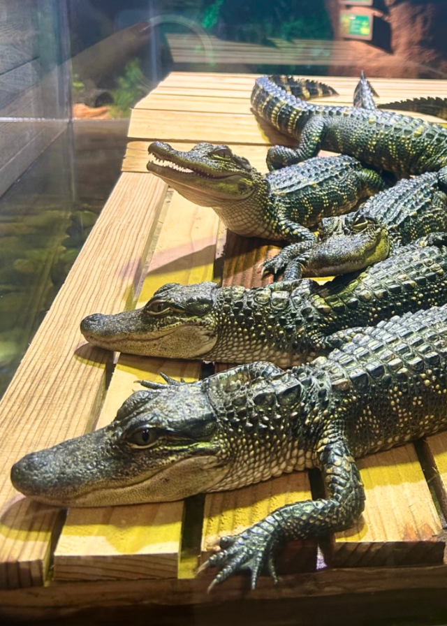 alligators