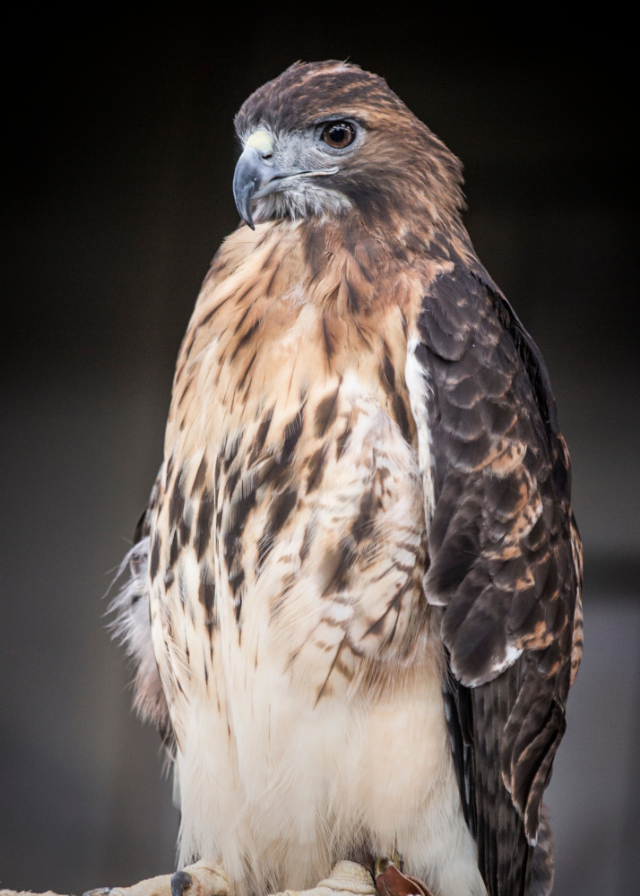 red tailed hawk