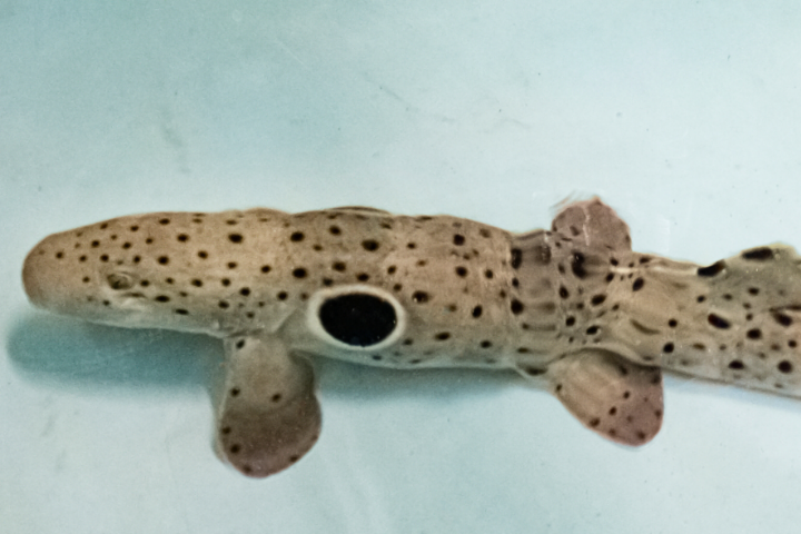 Epaulette Shark