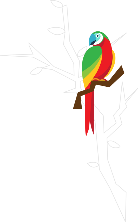 parrot illustration