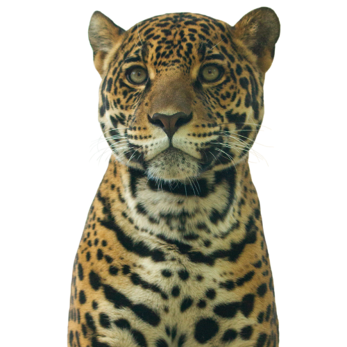 app promo three phones image