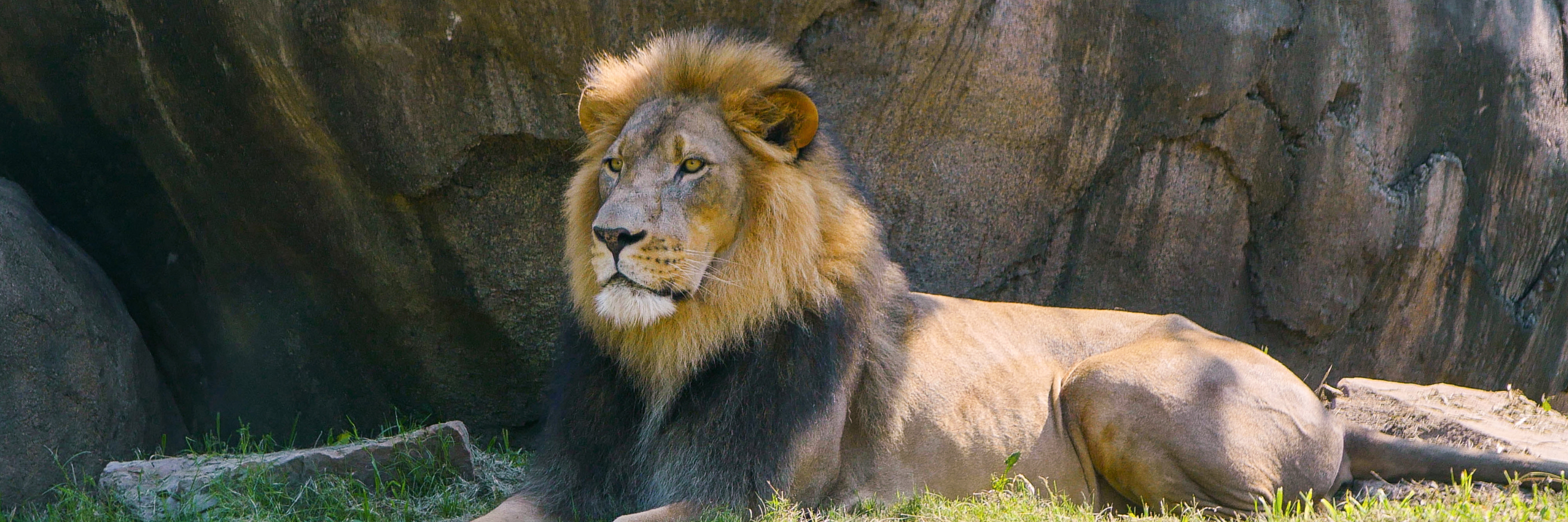 Arnold the African Lion standing in the grass at Audubon Zoo