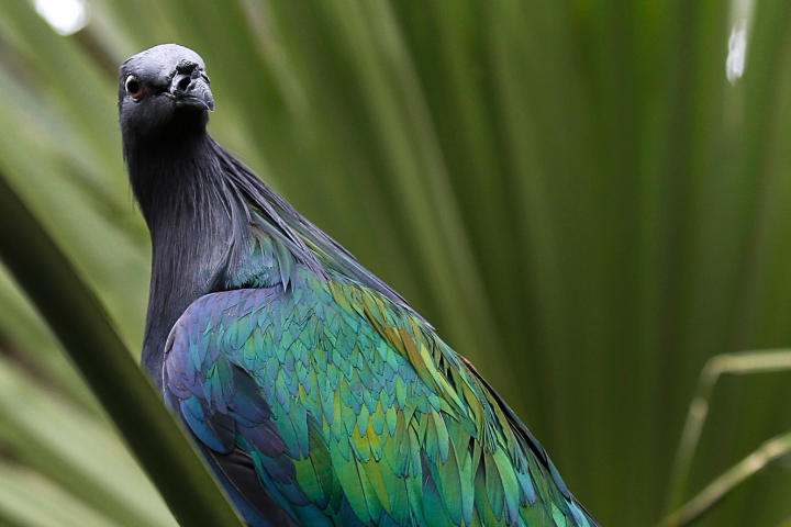 Nicobar Pigeon