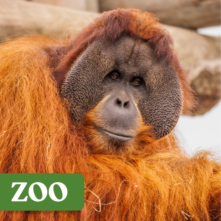 orangutan wild encounter