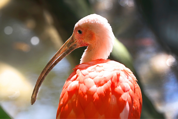 Scarlet Ibis