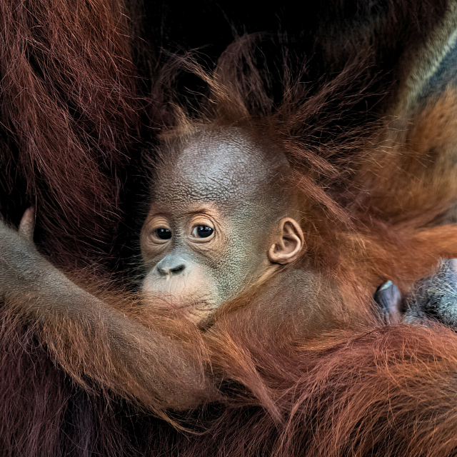 Sustainable Palm Oil