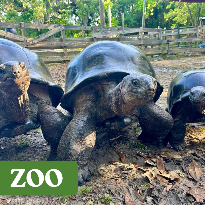 giant tortoise adventure