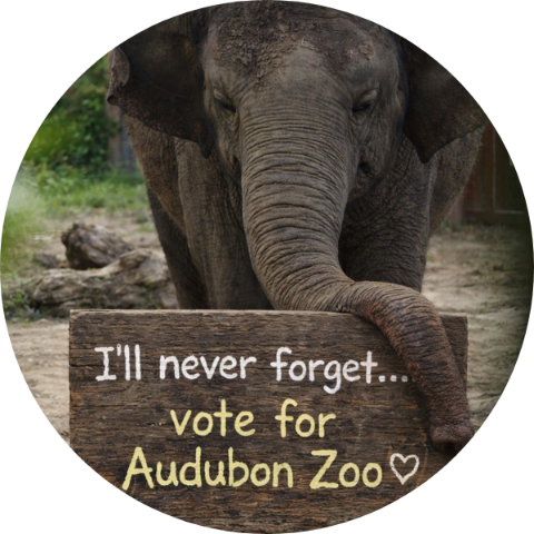 A graphic of an elephant holding a Vote for Audubon Zoo sign