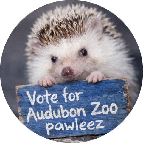 Vote for Audubon Zoo hedgehog graphic