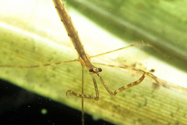 Water Scorpion