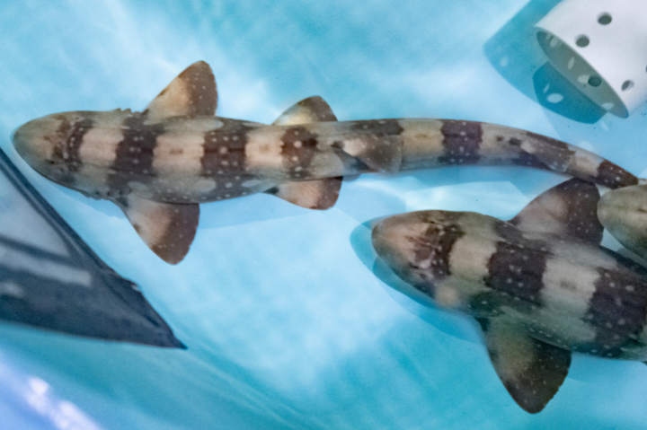 White Spotted Bamboo Sharks