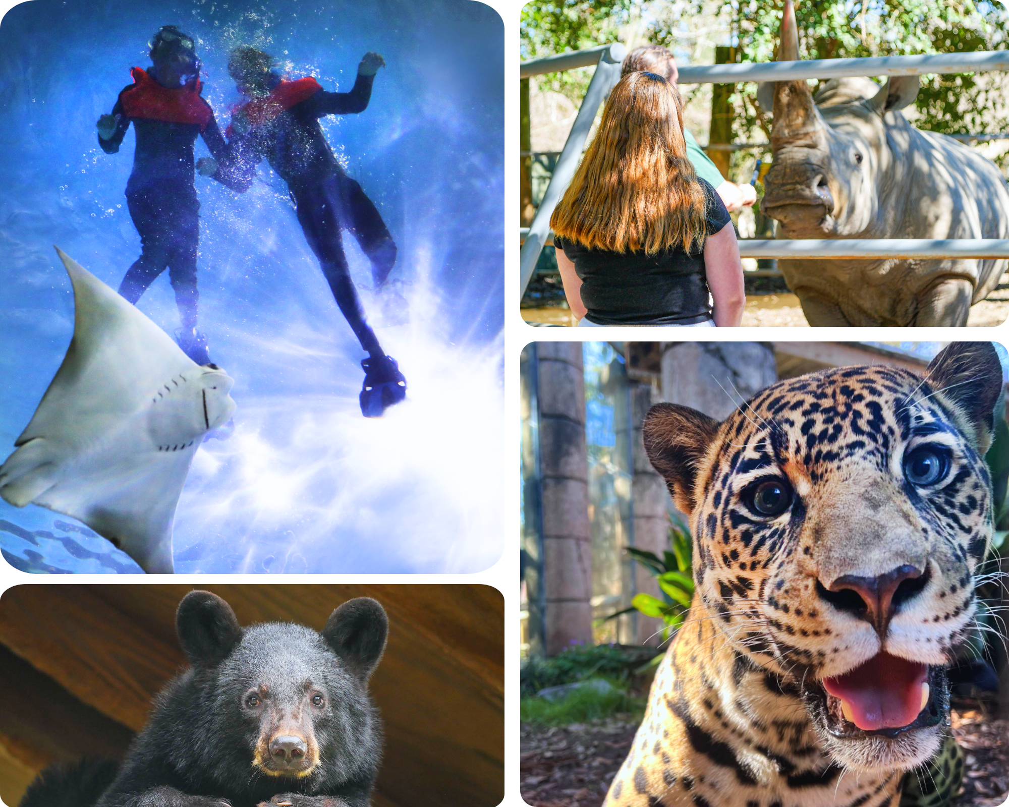 wild encounters collage